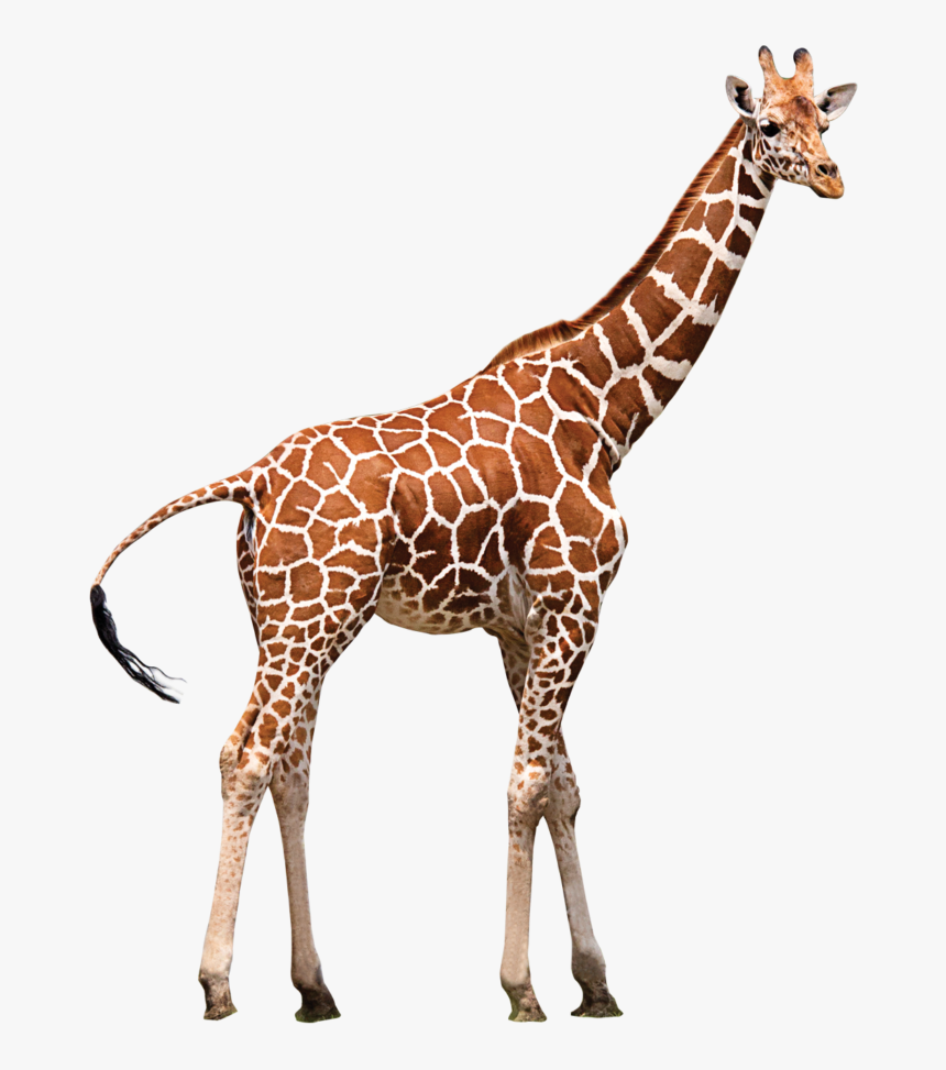 Northern Giraffe Neck Zoo Animal - Girafa Png, Transparent Png, Free Download