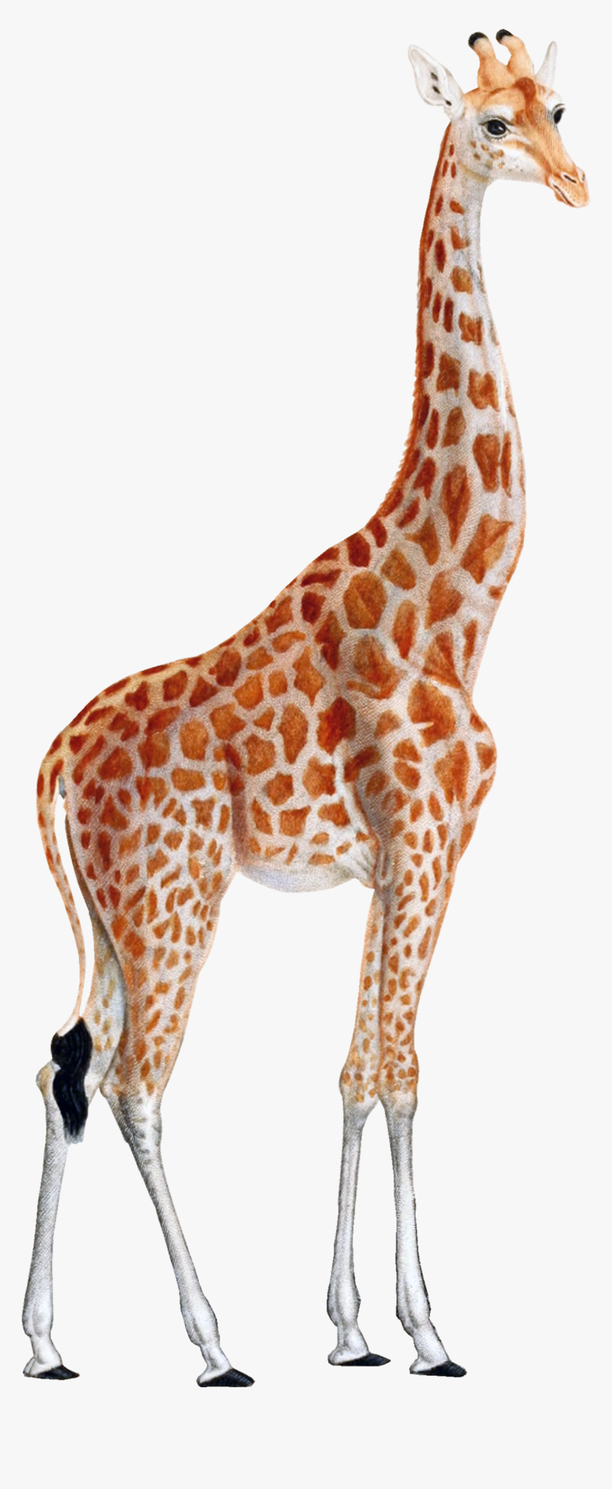 Giraffe Png, Transparent Png, Free Download