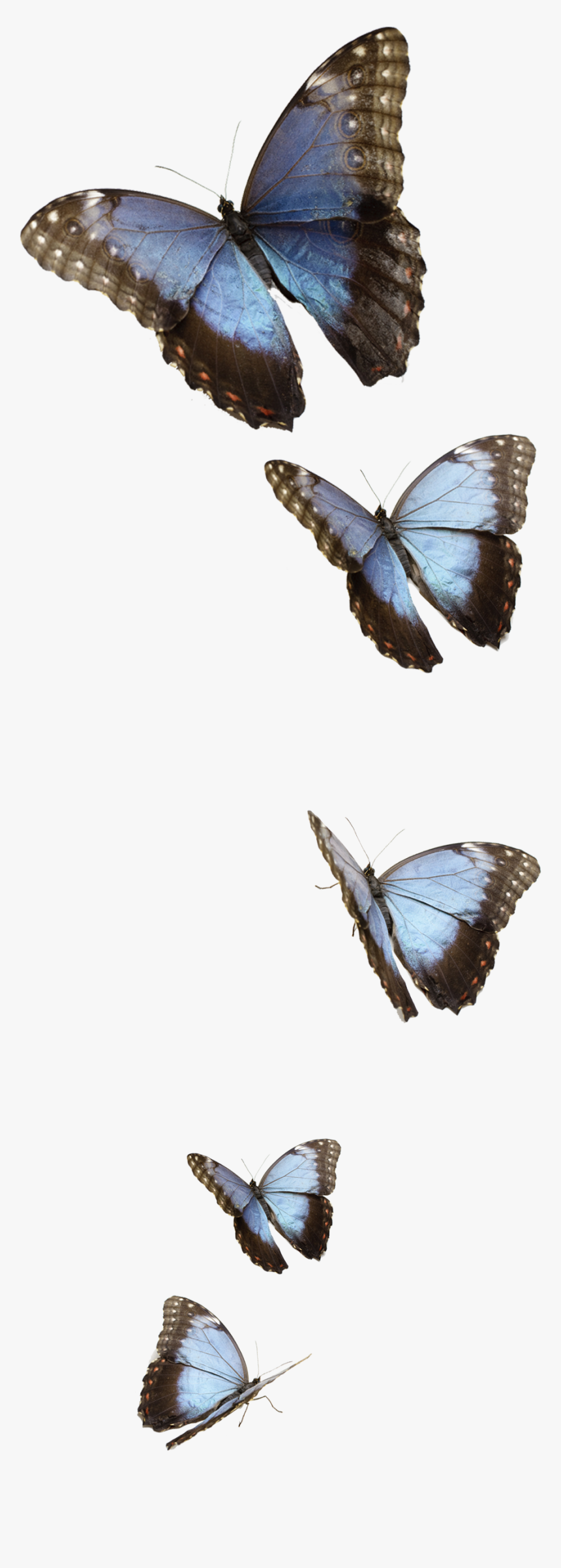 Transparent Background Blue Butterflies Png, Png Download, Free Download
