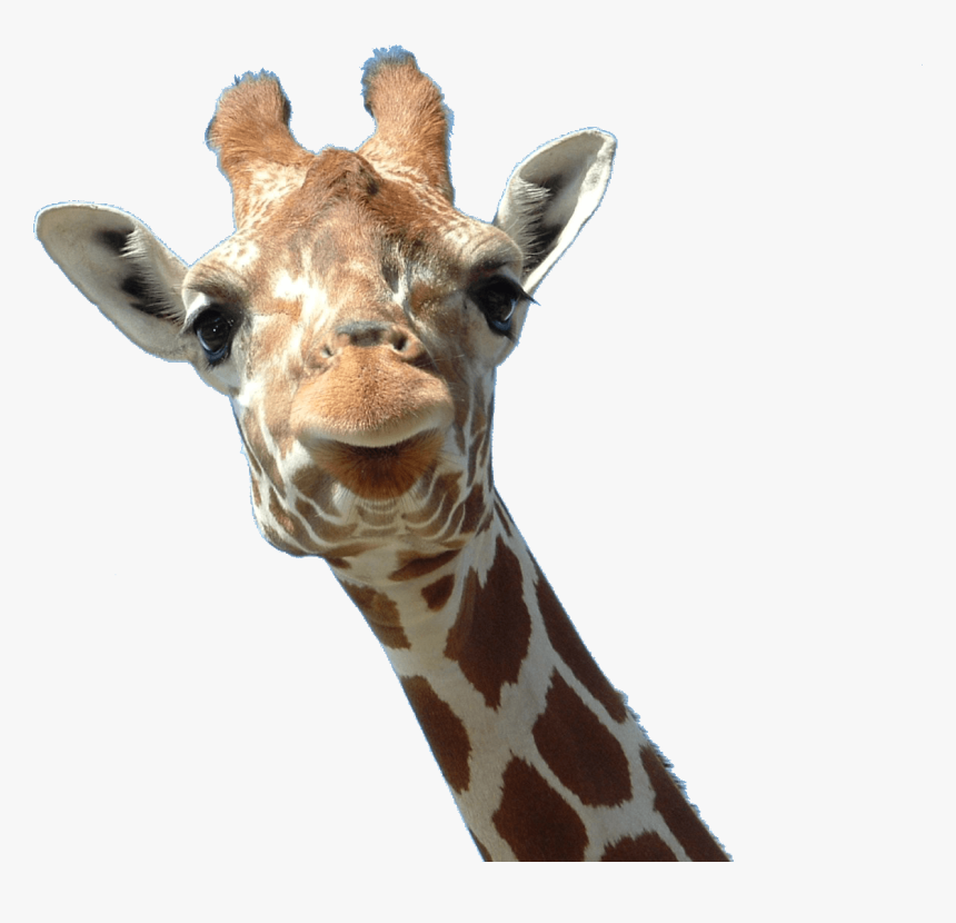 Giraffe Face - Giraffes Transparent, HD Png Download, Free Download