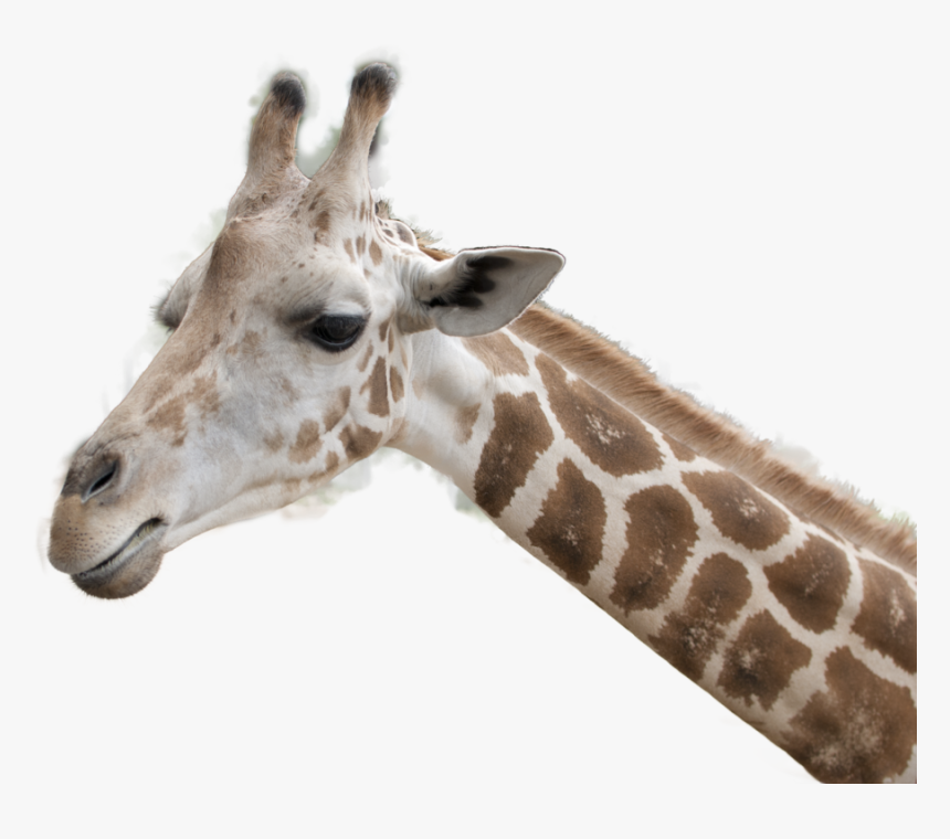 Download This High Resolution Giraffe Transparent Png - Giraffe Head Transparent Background, Png Download, Free Download