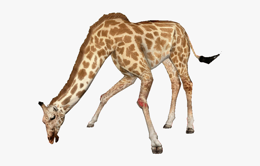 West African Giraffe Png, Transparent Png, Free Download