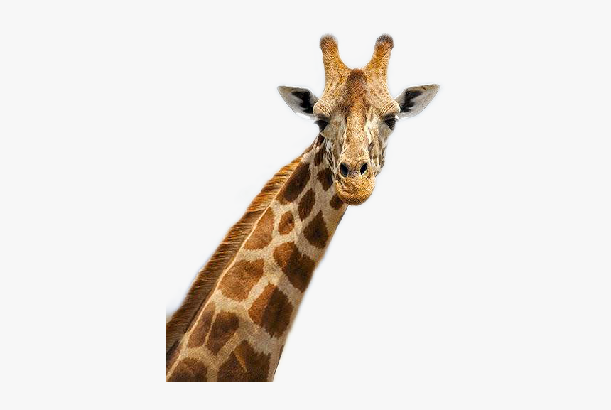 Giraffe Png Image - Giraffe In Africa, Transparent Png, Free Download