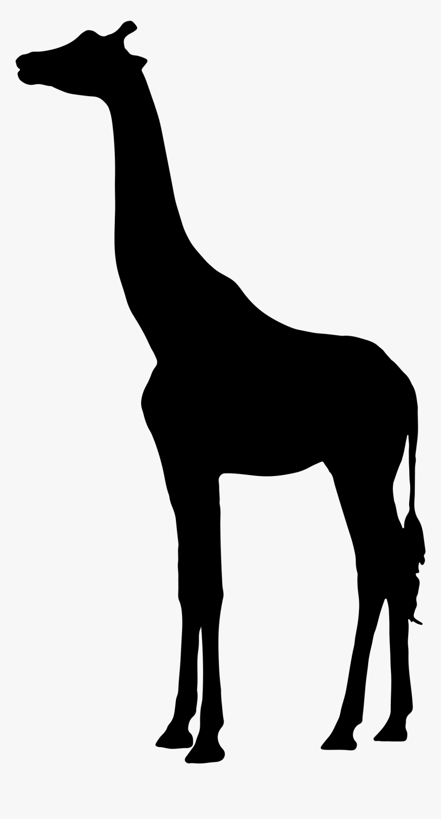 Silhouette West African Giraffe Northern Giraffe Mammal - Silhouette Giraffe Clipart, HD Png Download, Free Download