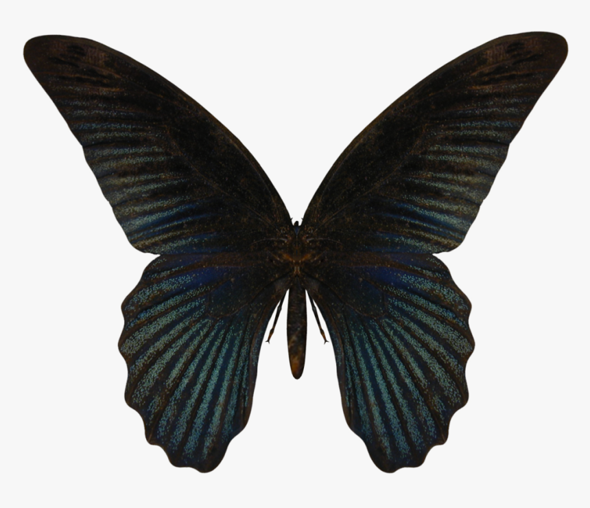 Butterfly Png Image - Black Butterfly Transparent Background, Png Download, Free Download