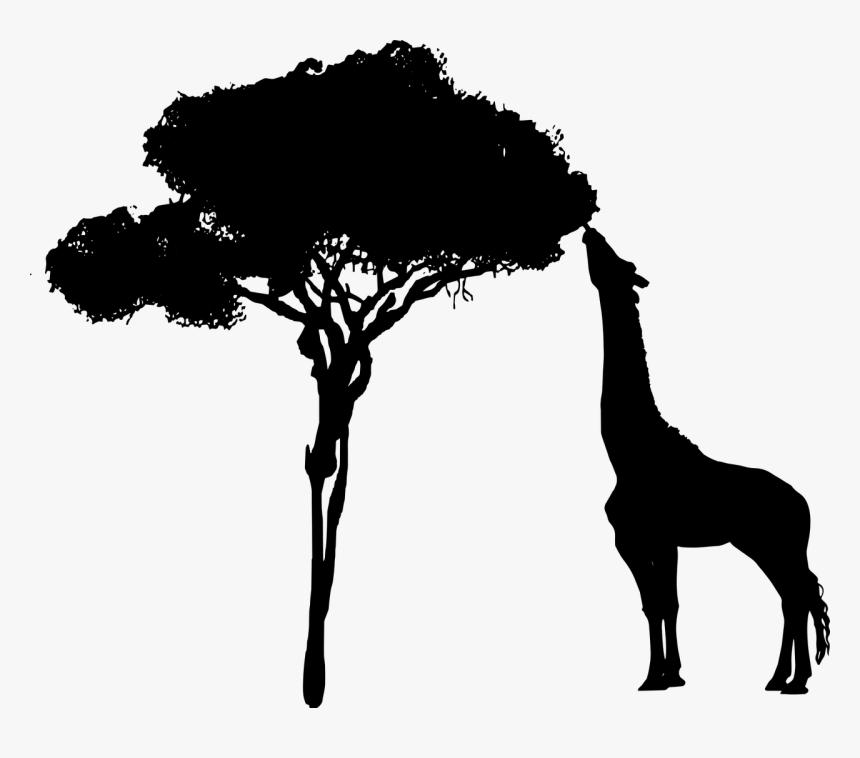 Giraffe, Tree, Eating, Nature, Africa, Animal Ai - Giraffe Eating Leaves Silhouette, HD Png Download, Free Download