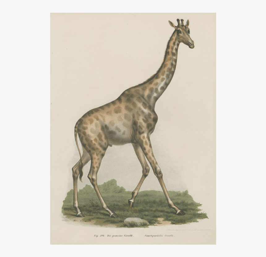 Giraffe, HD Png Download, Free Download