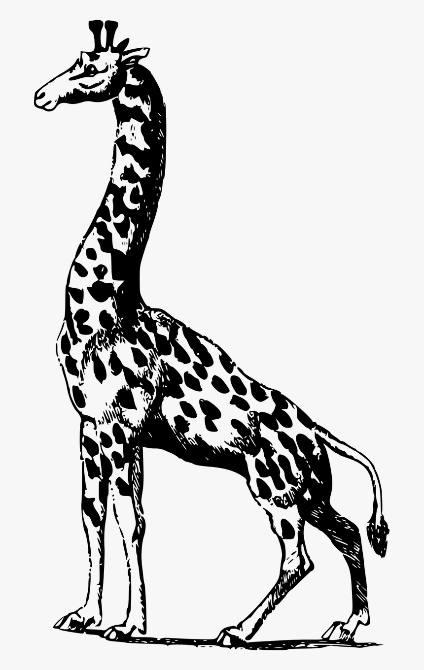 Giraffe, HD Png Download, Free Download