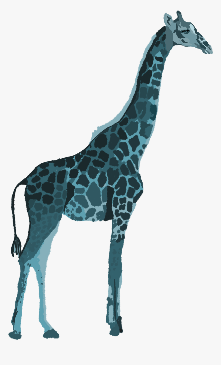 Giraffe, HD Png Download, Free Download