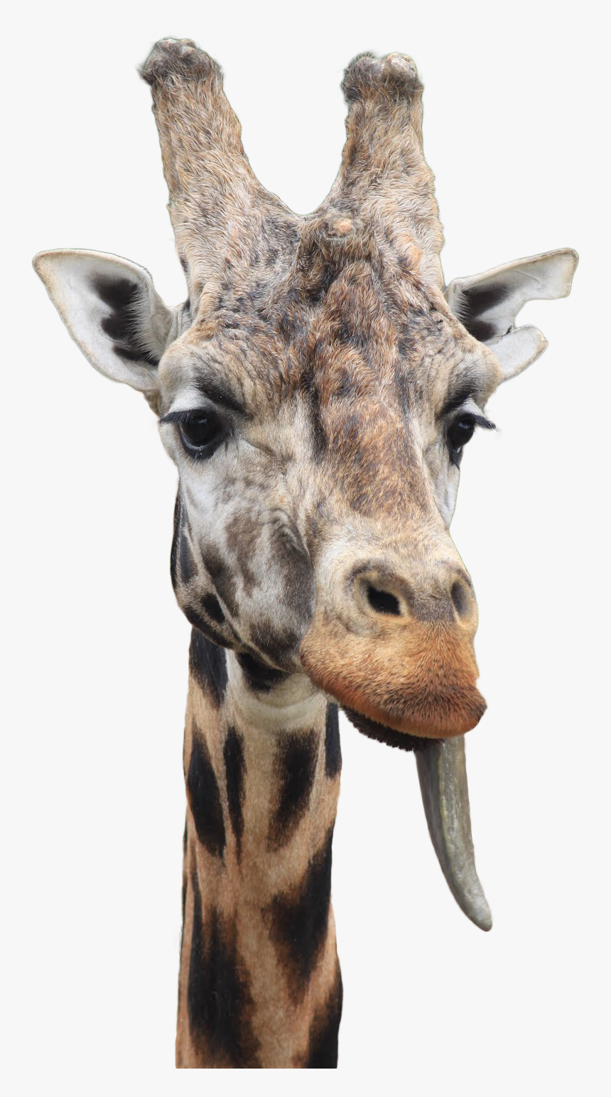 Transparent Giraffe Png - Giraffe, Png Download, Free Download