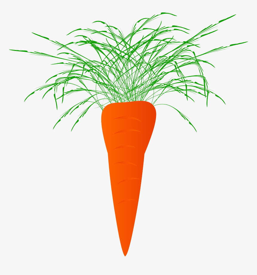 Carrots Carrot Plant Naciowa - Marchewka Clipart, HD Png Download, Free Download