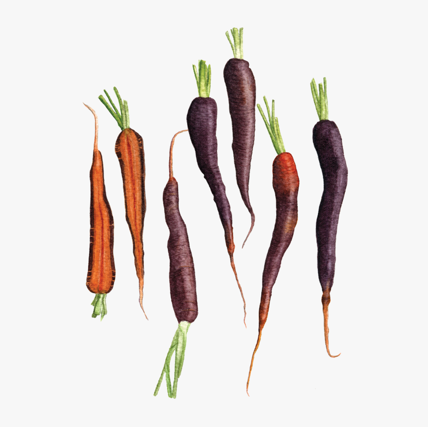 Carrots "purple Haze - Carrot, HD Png Download, Free Download