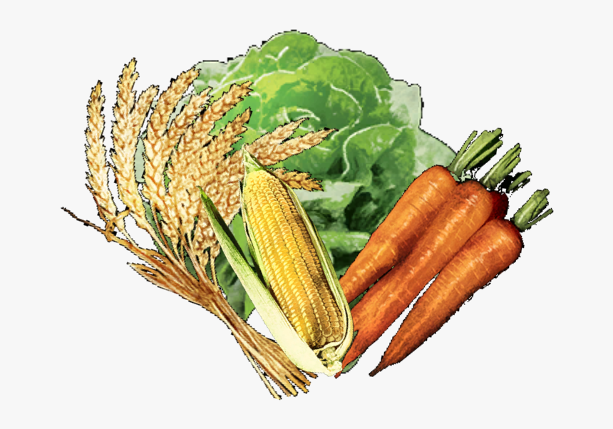 Vegetable - Carrot, HD Png Download, Free Download