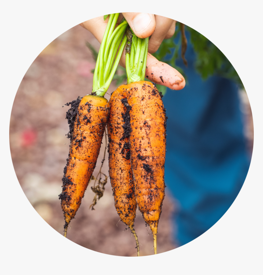 Carrot, HD Png Download, Free Download