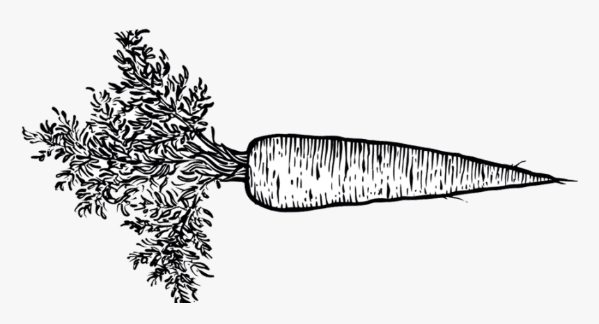 Hand Drawn Carrot Png - Black And White Carrot Png, Transparent Png, Free Download