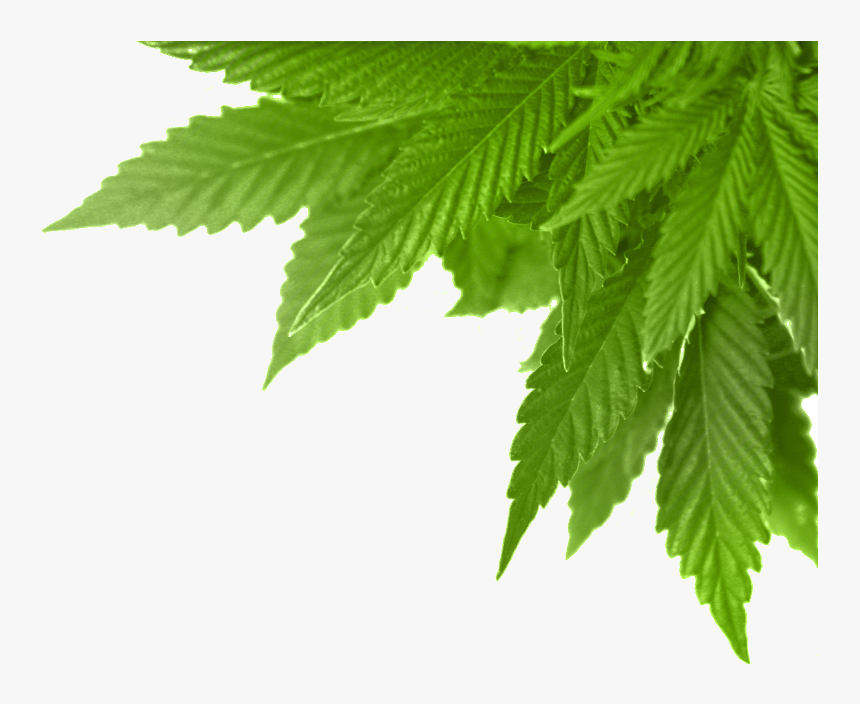 Real Marijuana Leaf Png , Png Download - Marijuana, Transparent Png, Free Download