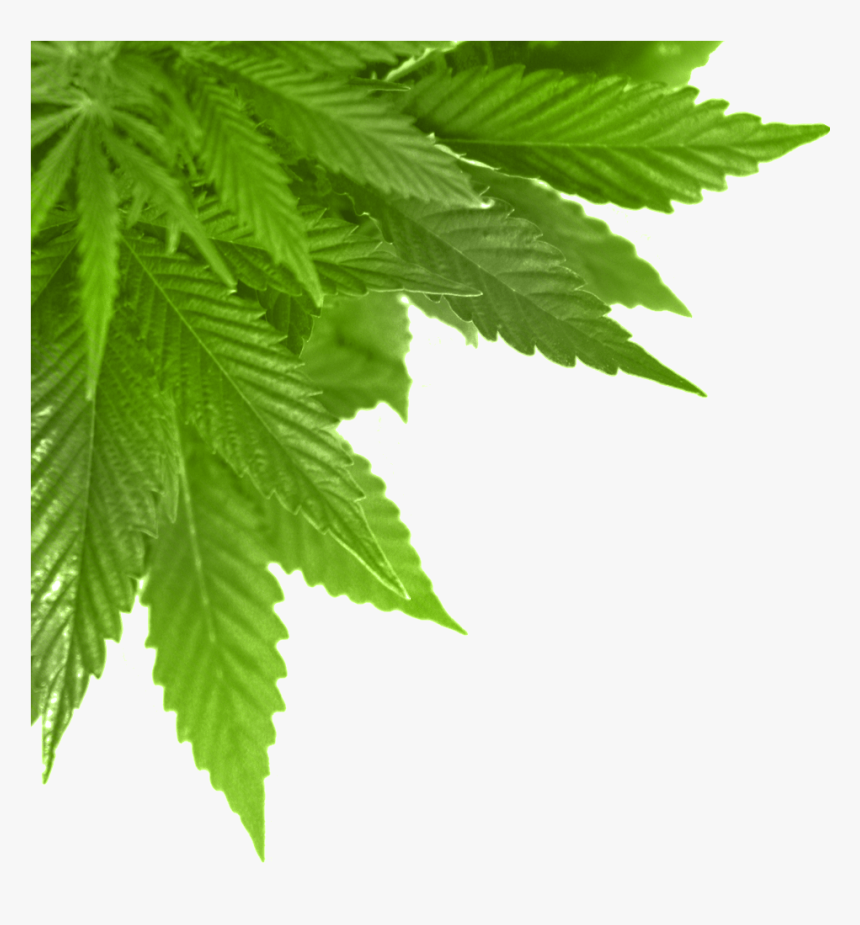 Green Leaf Png File - Green Leaf .png, Transparent Png, Free Download