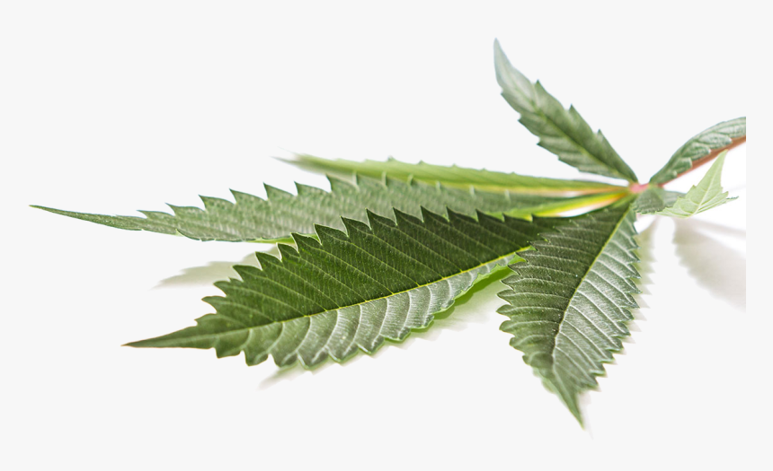 Classic Marijuana Leaf Reflection - Cannabis Leaf Png, Transparent Png, Free Download