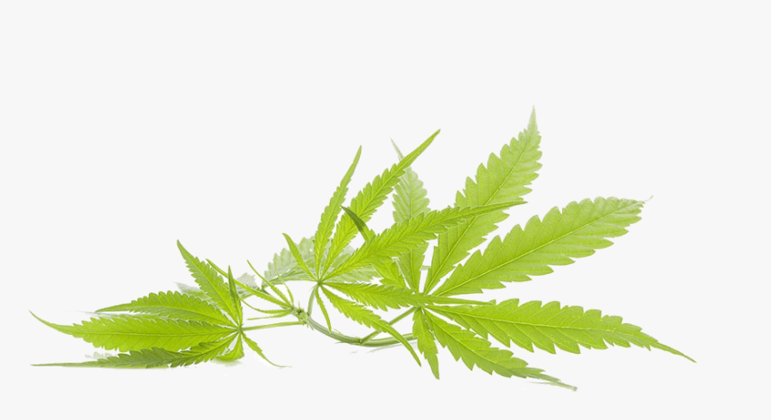 Marijuana Leaf Transparent, HD Png Download, Free Download