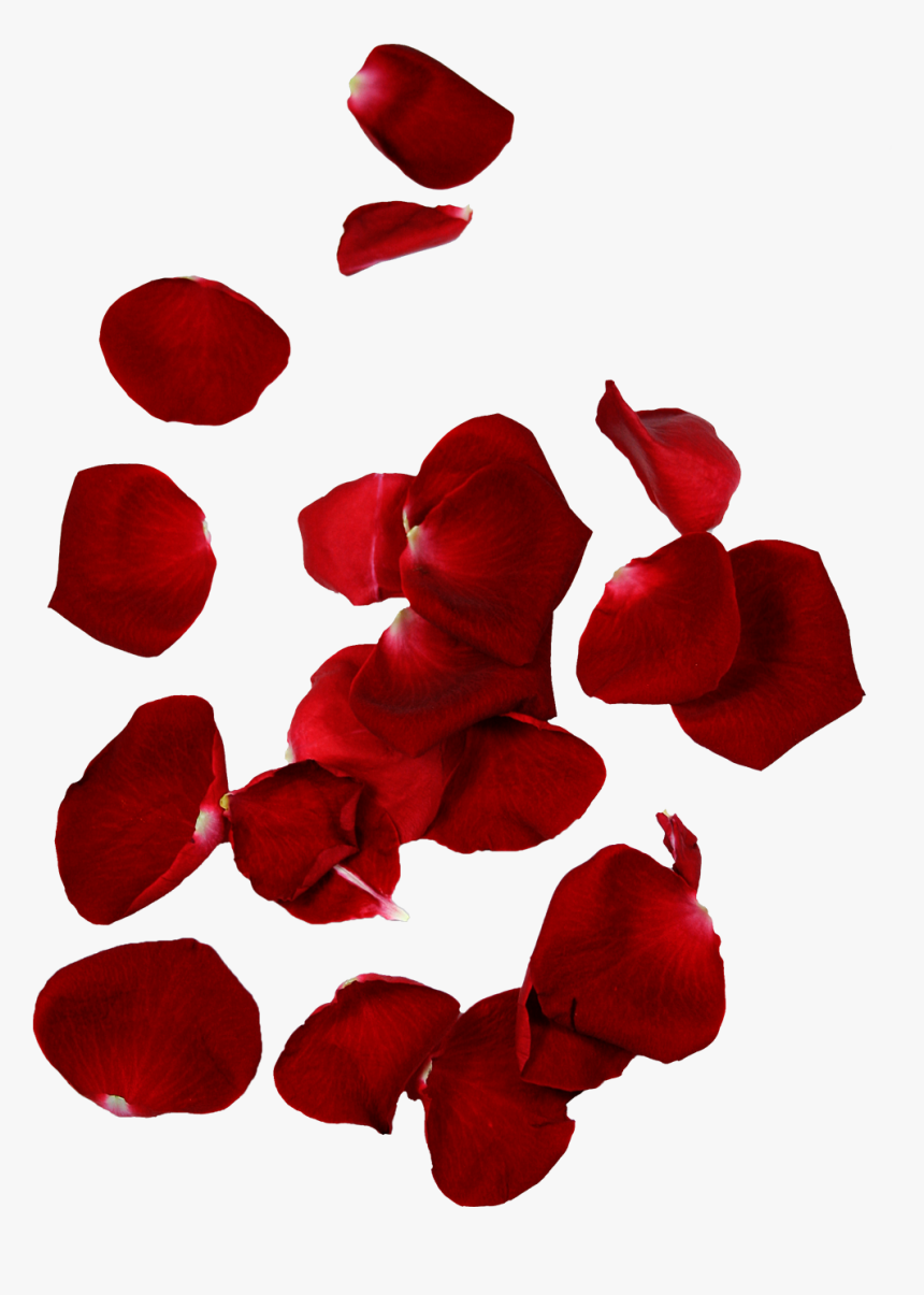 Hd Rose Petals - Transparent Background Rose Petals Png, Png Download, Free Download