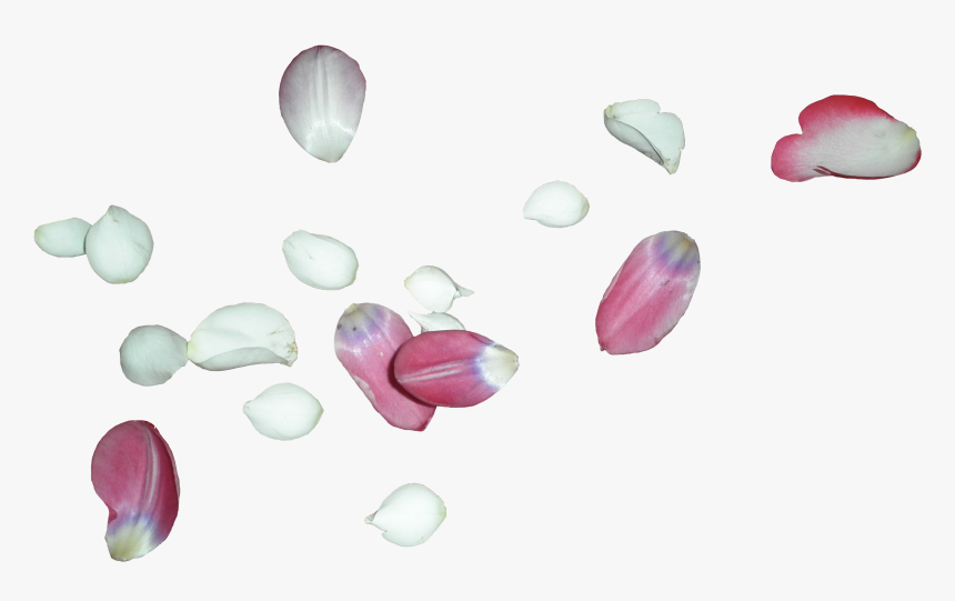 White Rose Petals Png, Transparent Png, Free Download