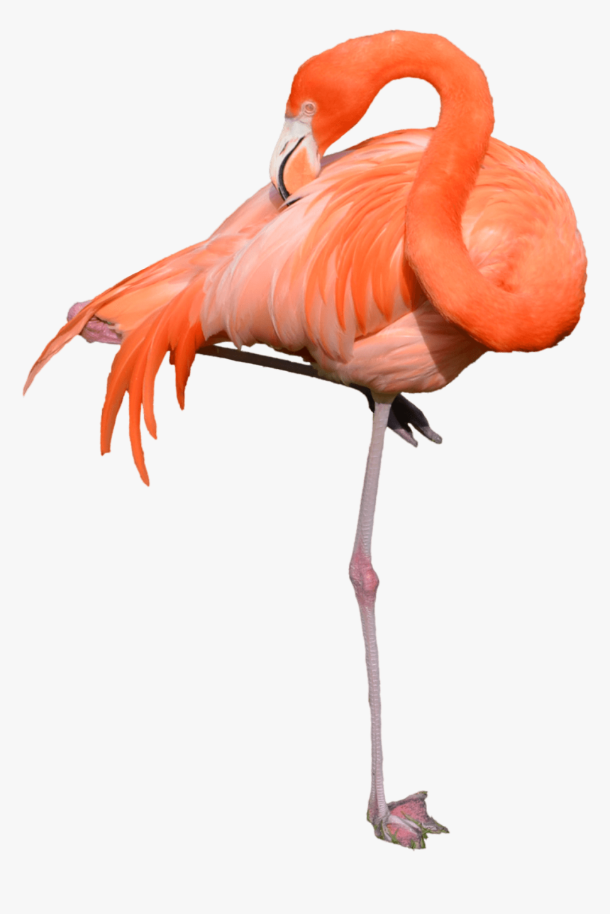 Flamingo Standing - Flamingo Transparent, HD Png Download, Free Download