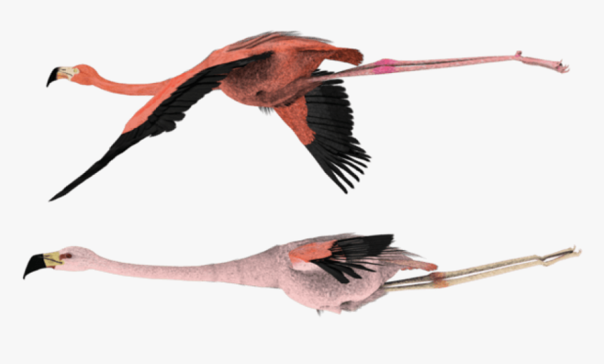 Flying Flamingo Png - Flying Flamingos For Sale, Transparent Png, Free Download