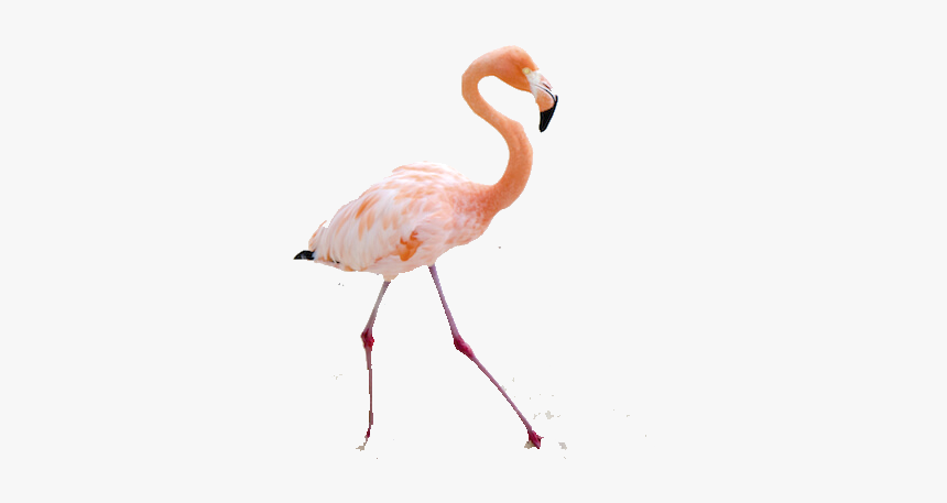 Greater Flamingo, HD Png Download, Free Download