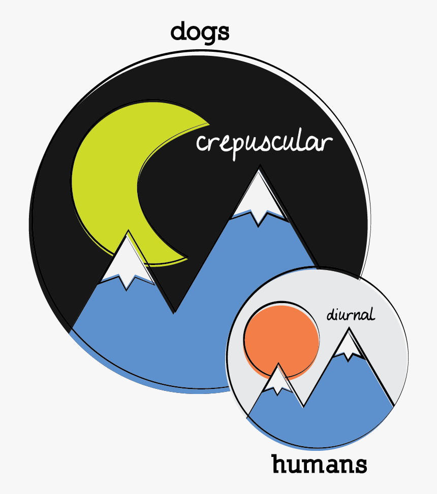 Dogs Are Crepuscular And Humans Are Diurnal (active - Circle, HD Png Download, Free Download