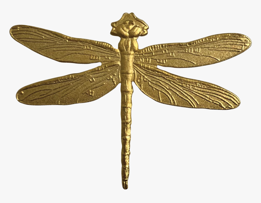 Damselfly, HD Png Download, Free Download