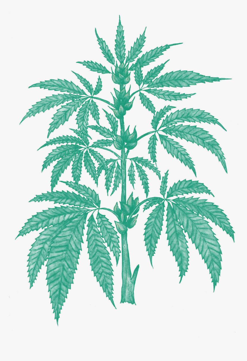 Cannabis Plant Anatomy, HD Png Download, Free Download