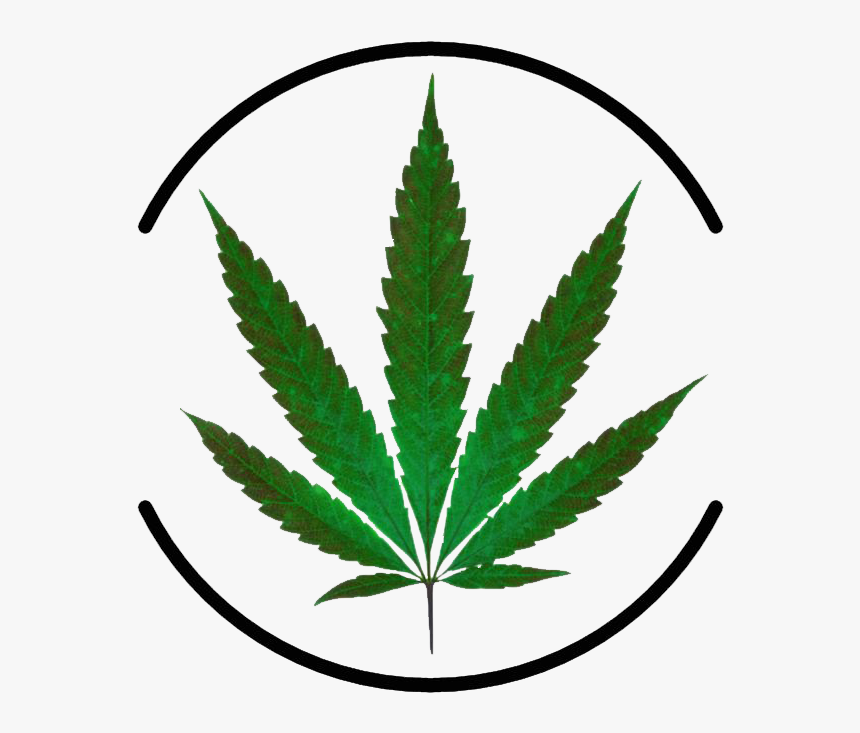 Marijuana Plant Leaves, HD Png Download, Free Download