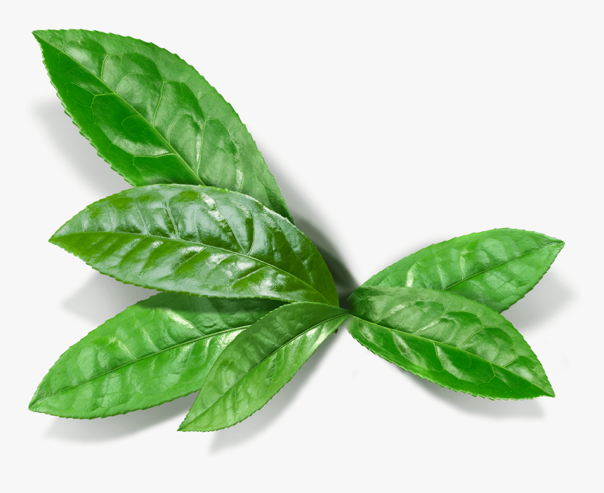 Matcha Leaf Png , Png Download - Matcha, Transparent Png, Free Download