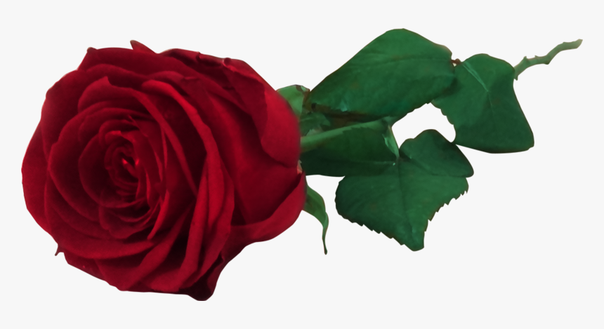 Transparent Nina Agdal Png - Red Rose Free, Png Download, Free Download