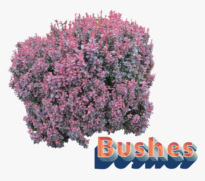 Bushes Png Clipart, Transparent Png, Free Download