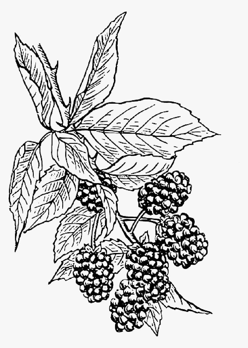Clip Art Black And White Berries Drawing Bushes - Blackberry Clip Art, HD Png Download, Free Download
