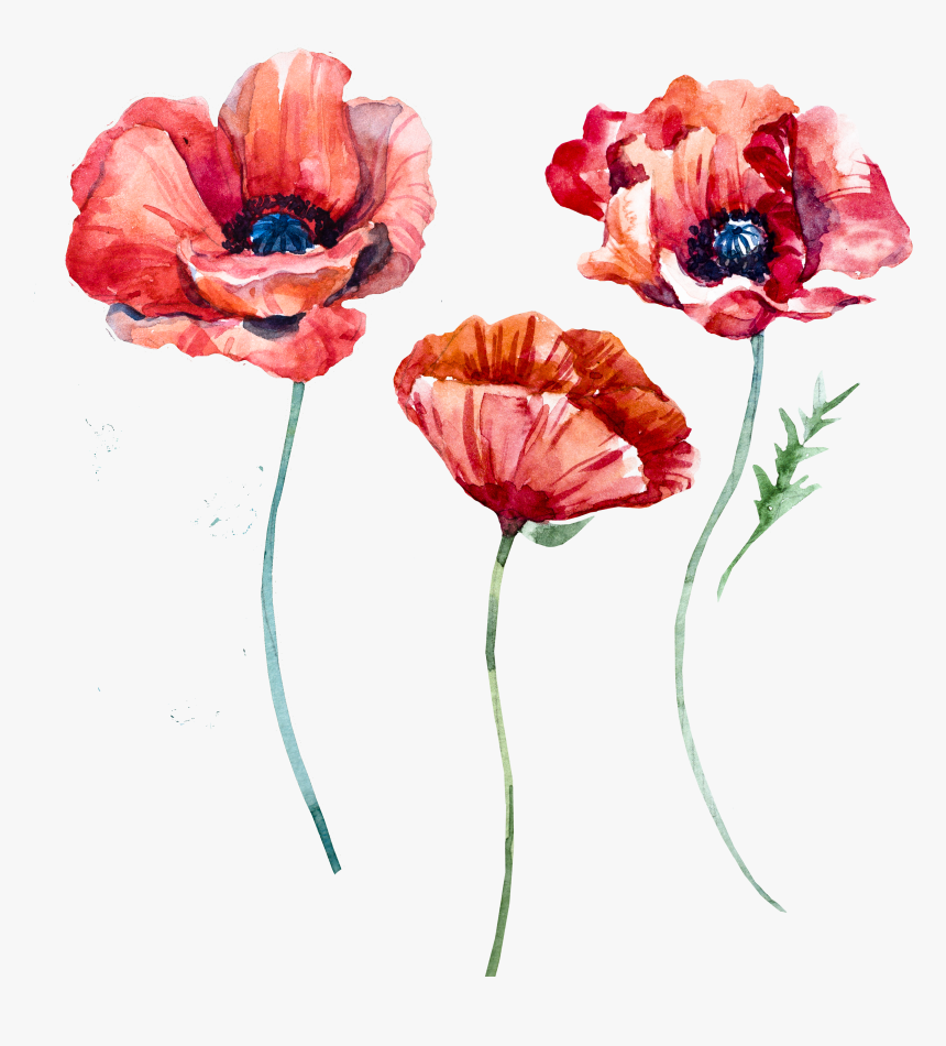 Watercolor Poppies Png, Transparent Png, Free Download