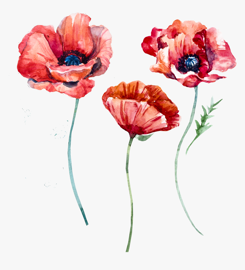 Poppies png. Мак акварель. Цветы акварель на прозрачном фоне. Акварельные рисунки цветы. Нарисовать цветы.