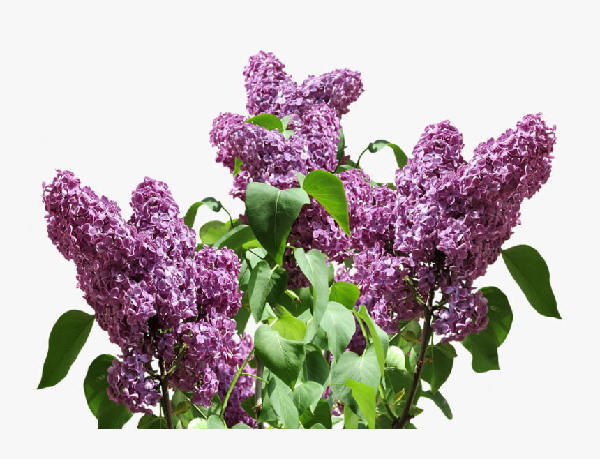 Lilac Png Pic - Lilac Png, Transparent Png, Free Download