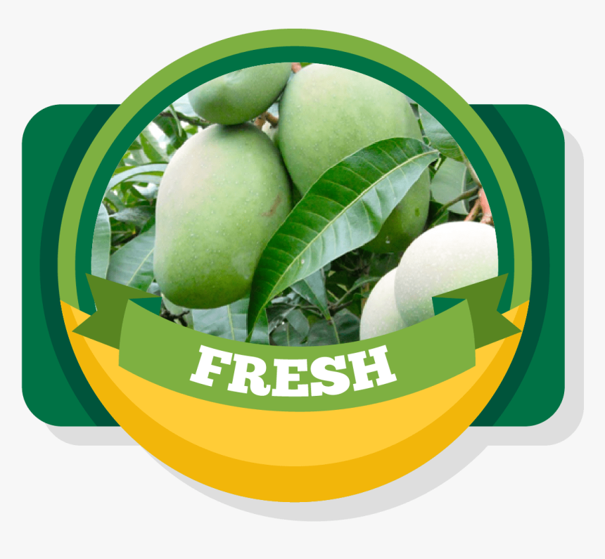 Aroma Of Our Fruit - Green Fresh Mango Png, Transparent Png, Free Download