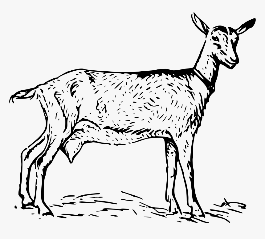 Goat 2 Bclipart - Nubian Goat Clip Art Black And White, HD Png Download, Free Download
