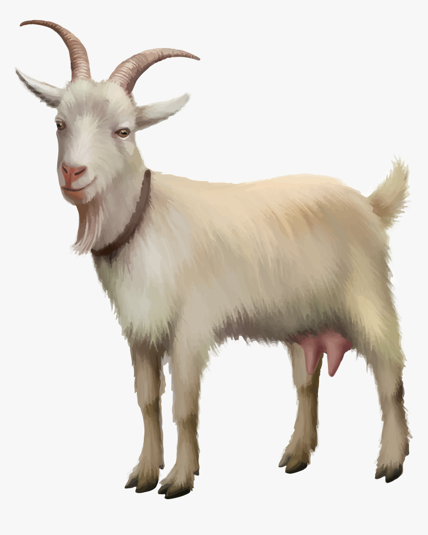 Rove Goat Sheep Stock Photography Stock Illustration - Goat Standing, HD Png Download, Free Download