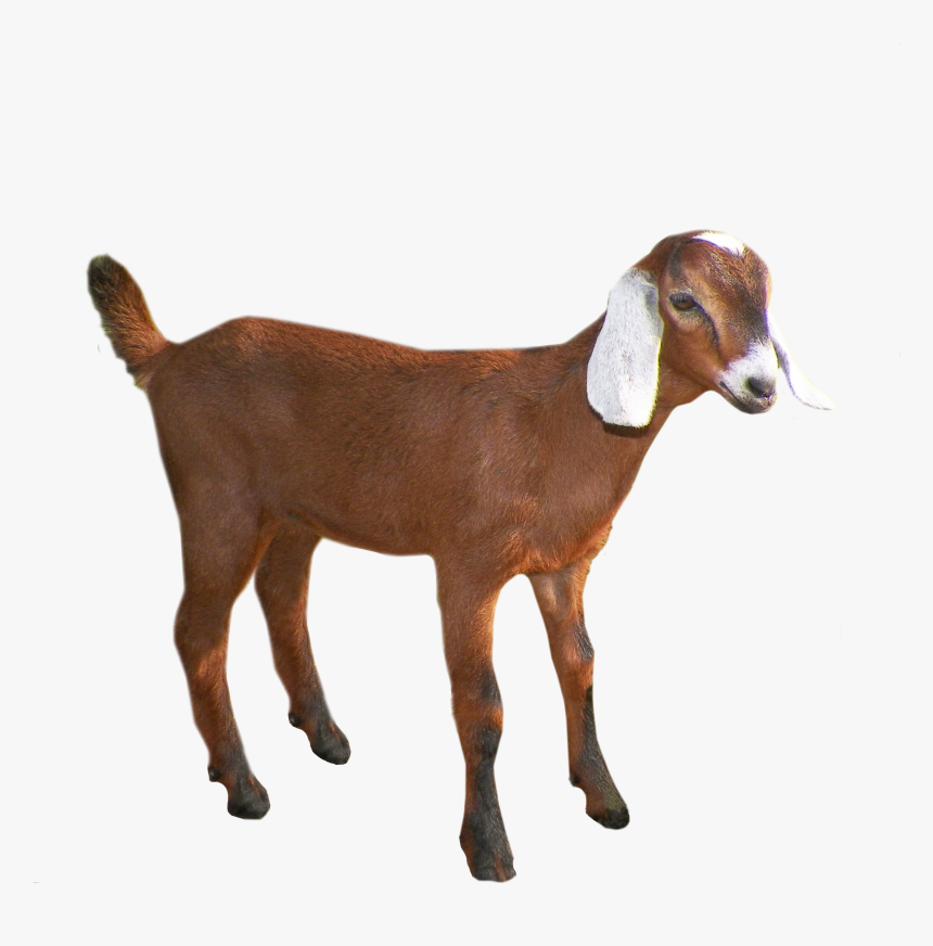 Goat Png - Goat Transparent Background, Png Download, Free Download