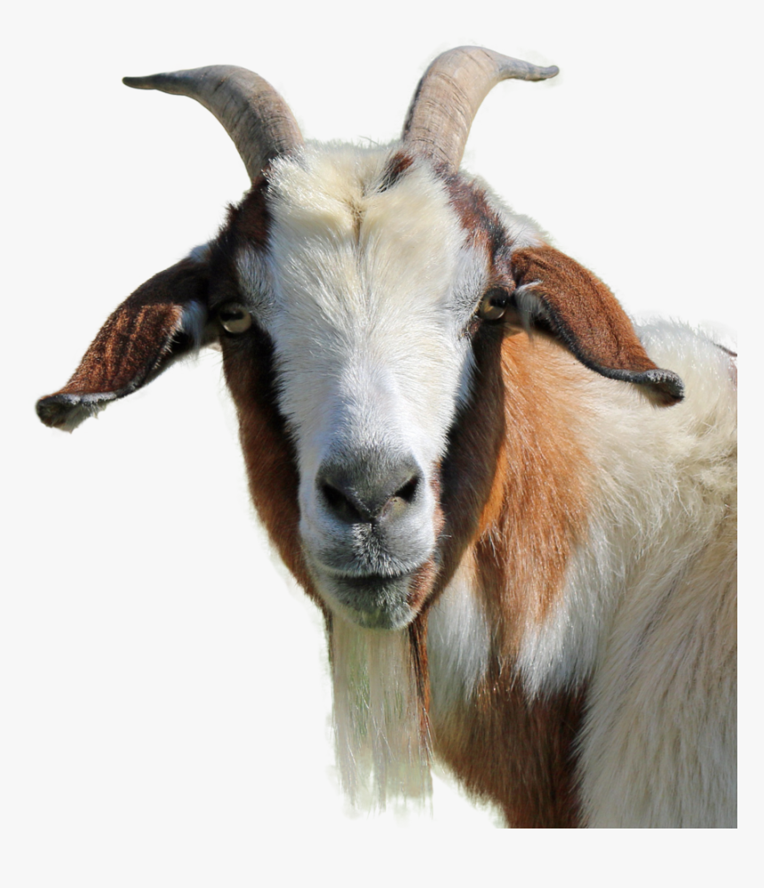 Goat Images Hd Png, Transparent Png, Free Download