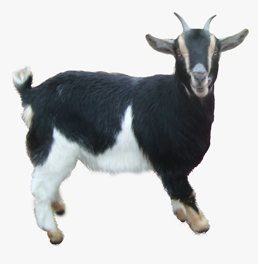 Black Goat Png, Transparent Png, Free Download