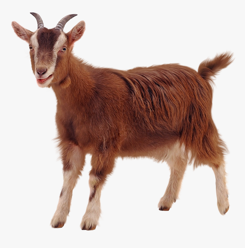 Golden Guernsey Sheep Clip Art - Goat Transparent Background, HD Png Download, Free Download
