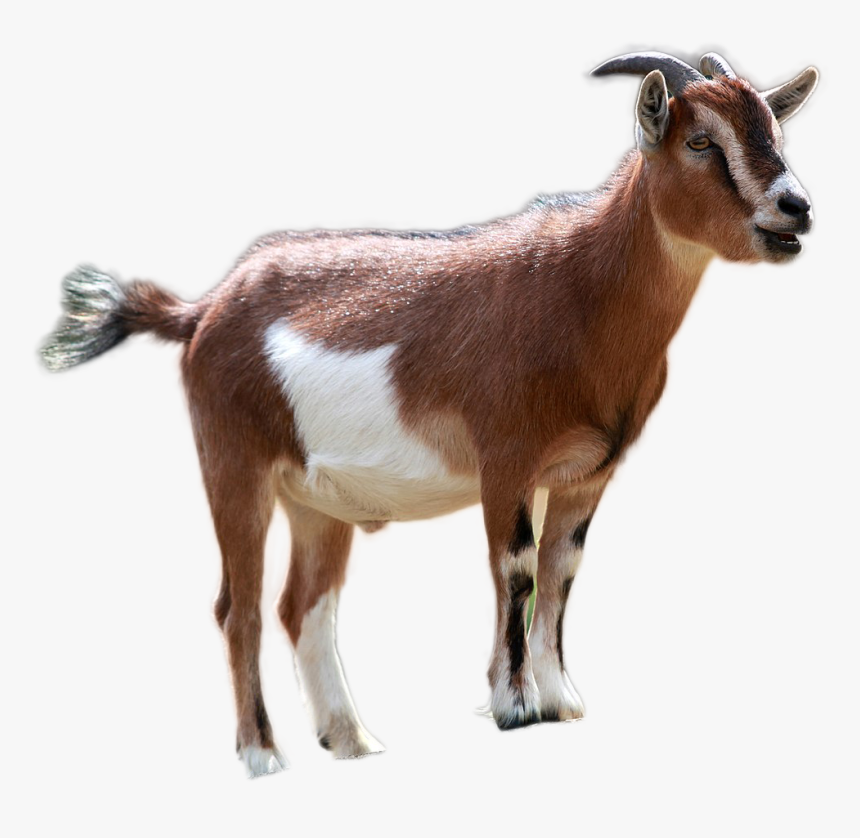 Goat Png Image - Goat Png, Transparent Png, Free Download