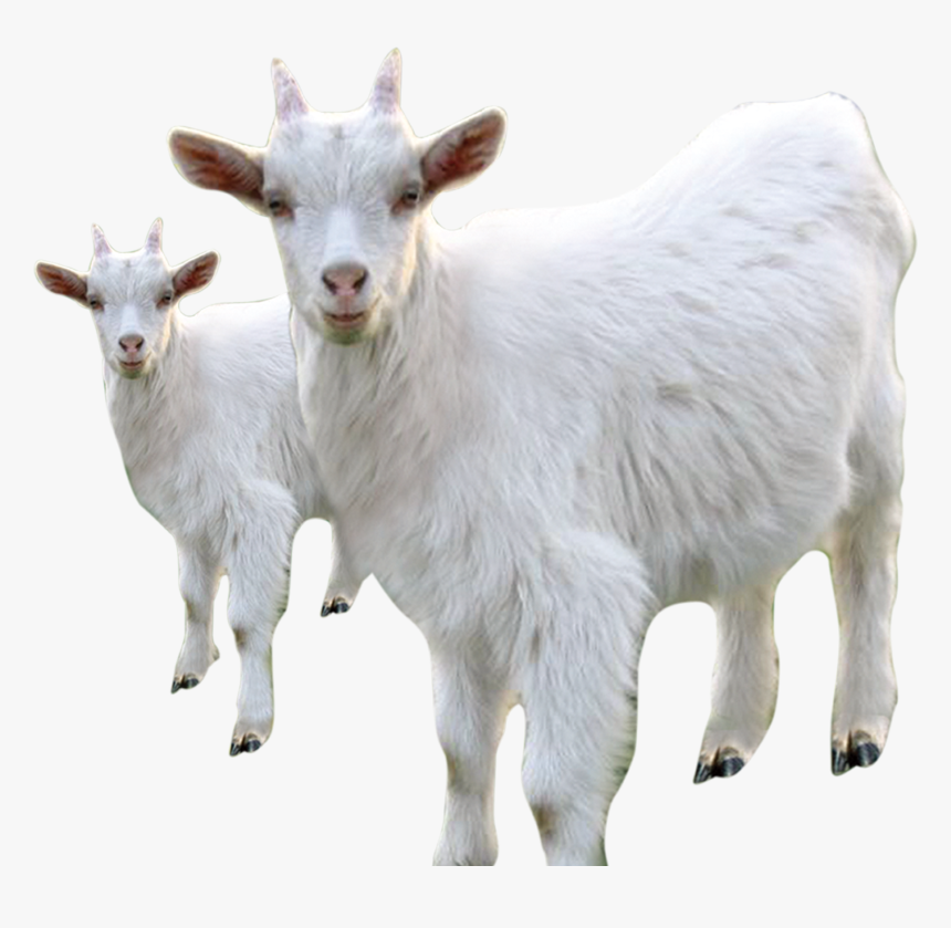Goat Sheep Milk Livestock - Sheep Animals Background White, HD Png Download, Free Download