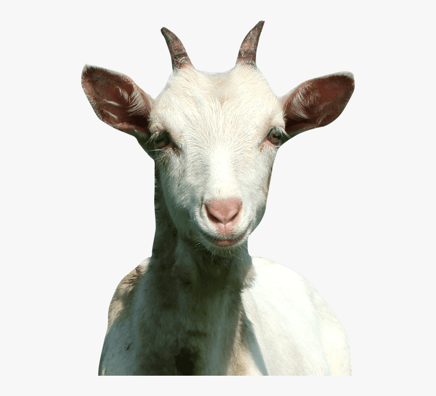 Goat-antelope - Significa El Animal Goat, HD Png Download, Free Download