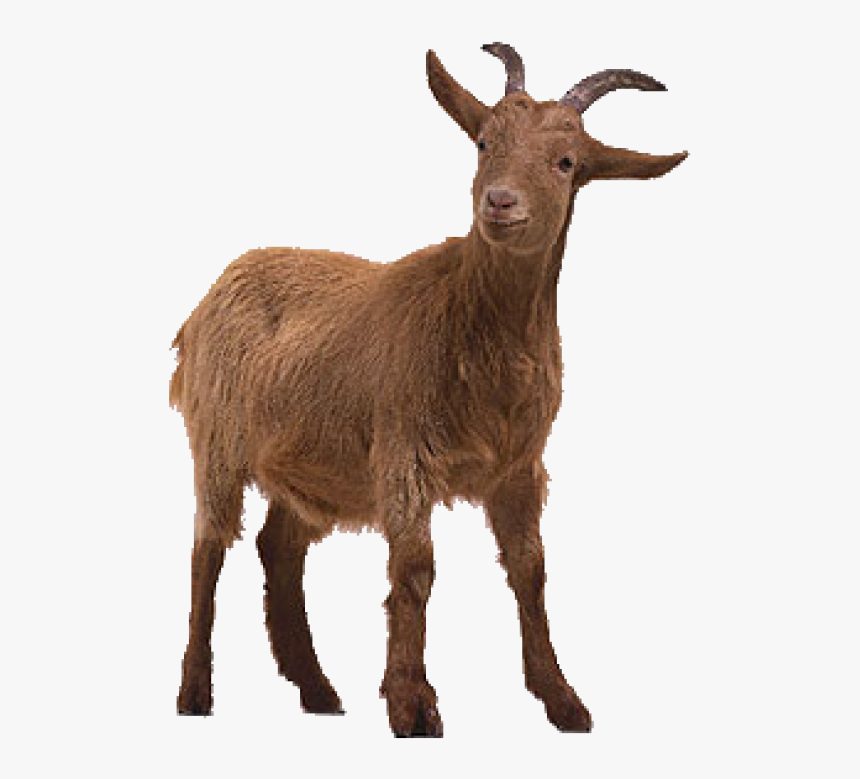 Transparent Goats Png - Goat Png, Png Download, Free Download